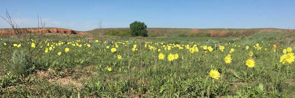 Pasture Recovery After Grassfire