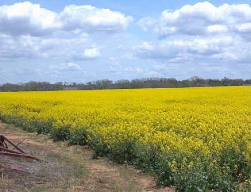 Growing Canola: Management is Key to Production