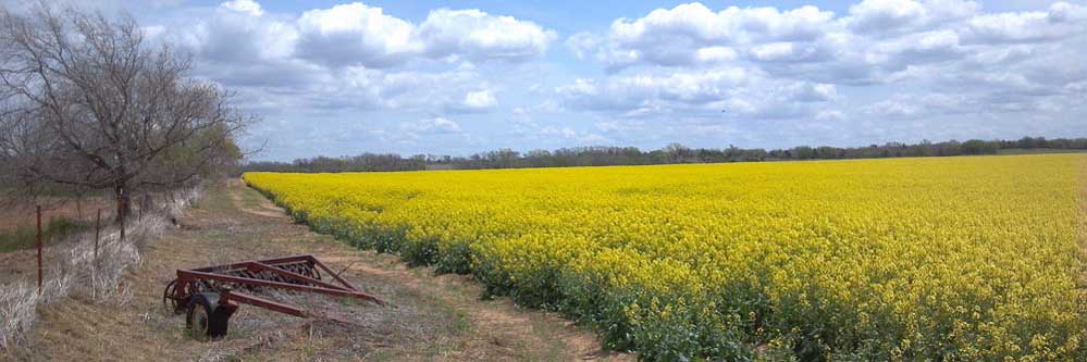 Growing Canola
