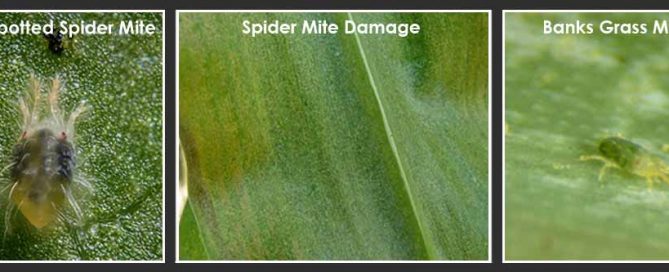 spider mite management in corn