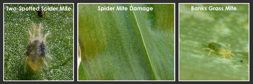 spider mite management in corn