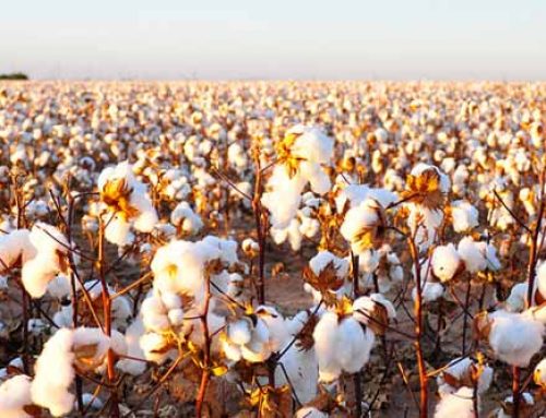 Modes to Managing Cotton Growth