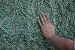 Baled alfalfa using DewPoint 6110.