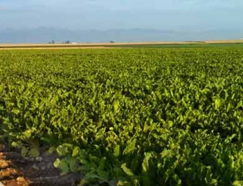 Nitrogen Levels Vital To Sugar Beet Production