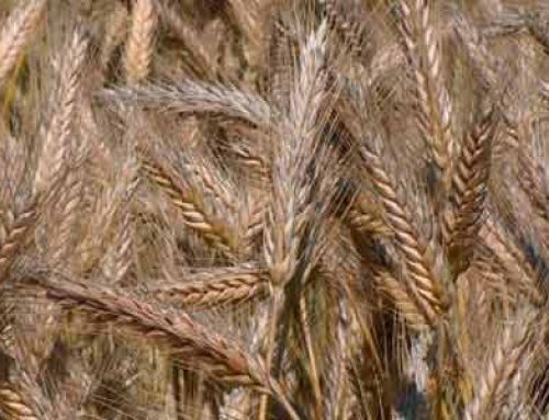 Triticale an Alternative Crop to Wheat and Rye