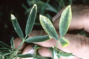 Potassium deficiency. Photo by: International Plant Nutrition Institute (IPNI).