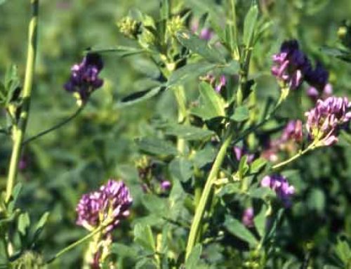 Alfalfa Weevil