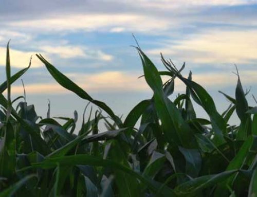 2013 Crop Season In Review
