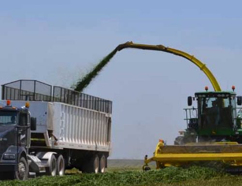 Consider Haylage for First Cutting Alfalfa