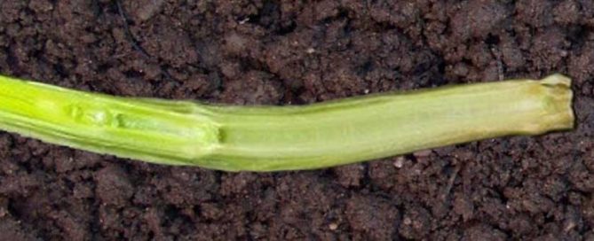 Jointing and First Hollow Stem in Wheat