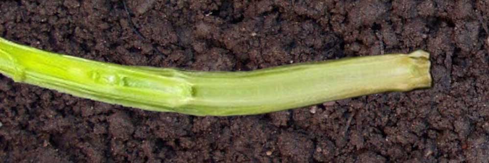 Jointing and First Hollow Stem in Wheat