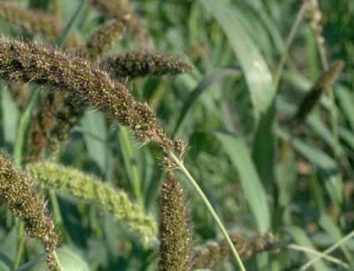 Foxtail Millet As A Low Input Intermediate Crop