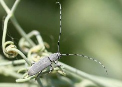 Whitney Cranshaw, Colorado State University, Bugwood.org Sunflower Stem Borer