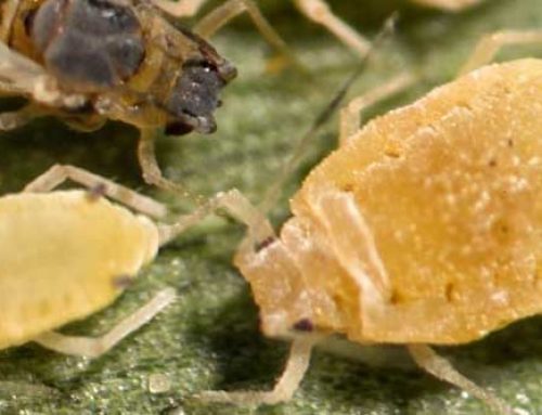 Sugarcane Aphids