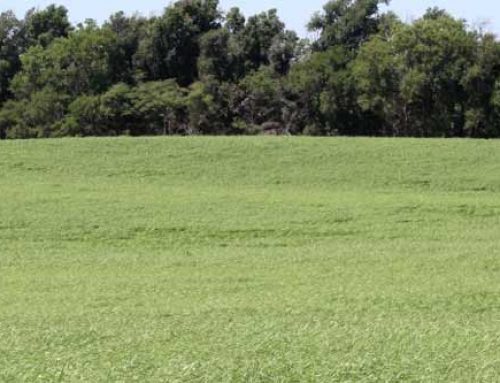 Teff Grass Production