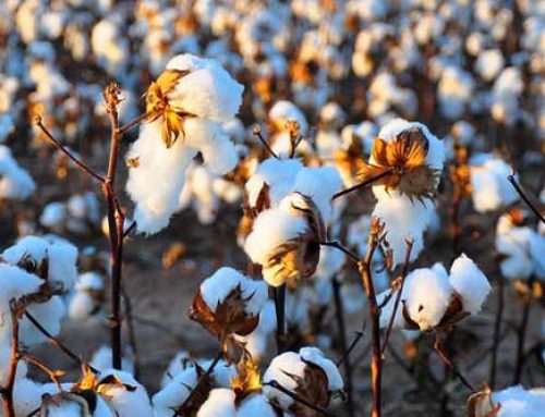 Cotton: Starting Clean, Keeping Clean