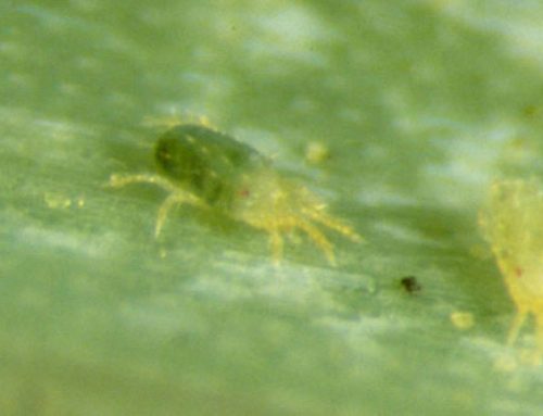 Prevent Spider Mites, Don’t Fight Them