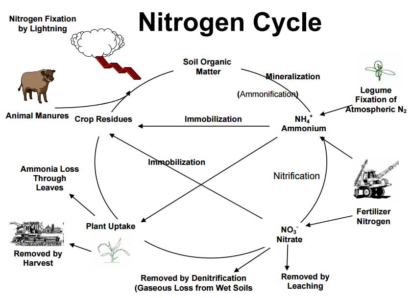 Corn Nitrogen Use Chart