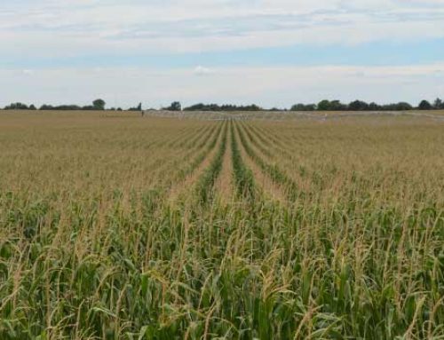 Late Season Plant Health Gives Important Clues to  Crop Management Decisions