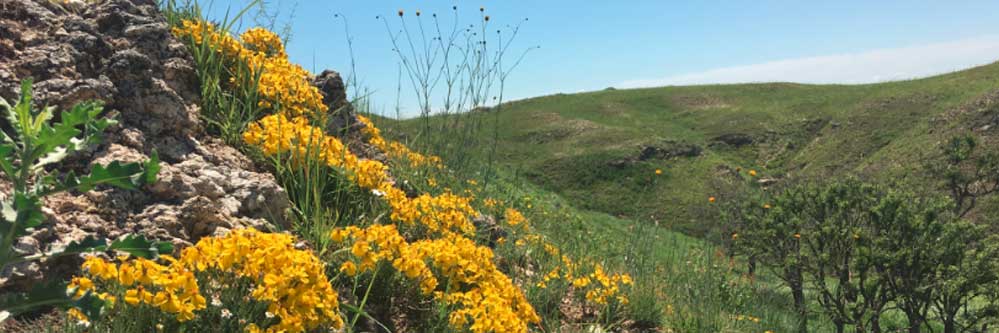 Pasture Recovery After Grassfire
