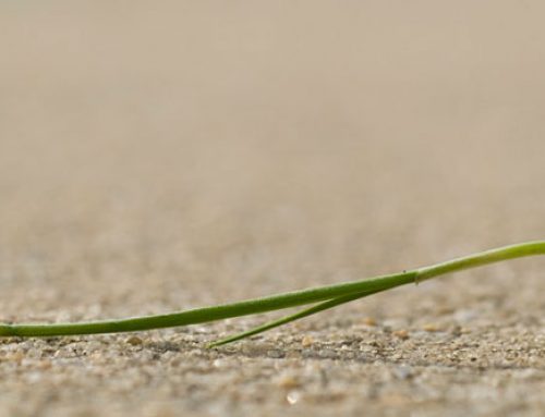 What Is The Cost Of Saving Your Own Wheat Seed?