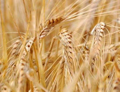 Preparing For Your Next Wheat Crop – Now!