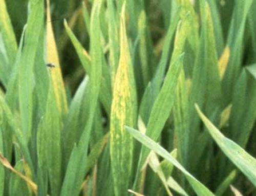 Controlling Volunteer Wheat