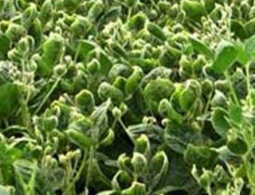 New Dicamba Rules Coming For 2018 Include TRAINING and CERTIFICATION