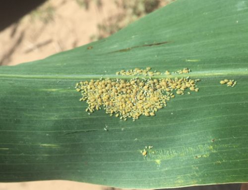 Sugarcane Aphid Alert