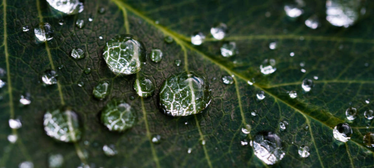 Water Management Services Leaf with Irrigation Drops