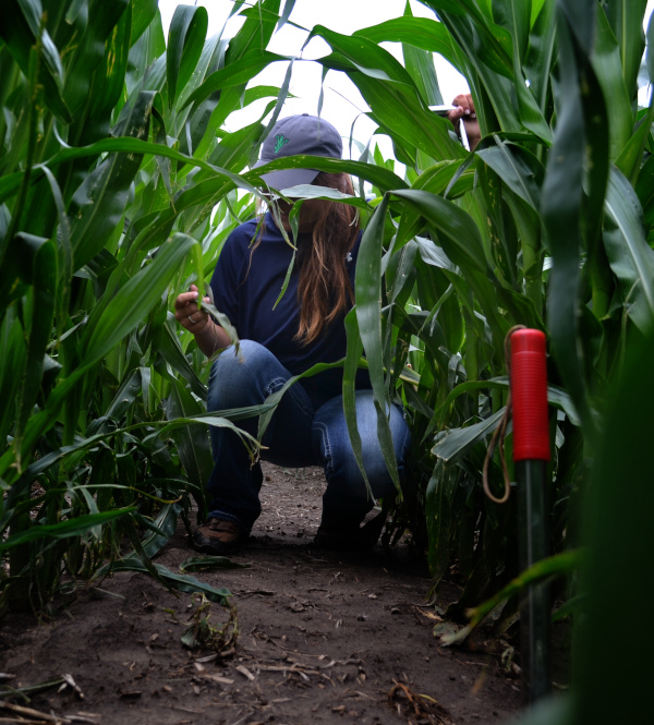 Crop consultant scouting a corn field for soil moisture levels