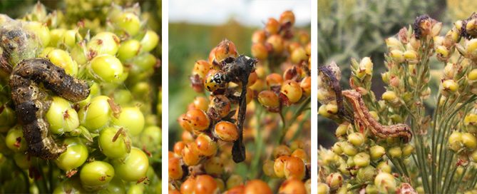 Helicoverpa NPVs are made by mass rearing live Helicoverpa larvae and infecting them with a small dose of the NPV virus