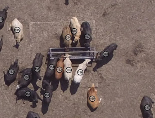 Automated Cattle Counting With Drone Feedlot Inventory Services