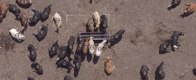 Automated Cattle Counting with Drone Feedlot Inventory Services