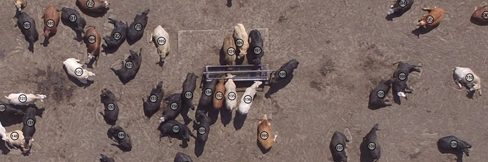Automated Cattle Counting With Drone Feedlot Inventory Services