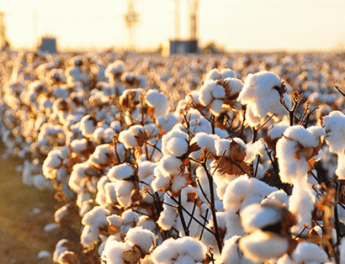 Farming Cotton? Learn Establishment Tips from One of Our Cotton Experts