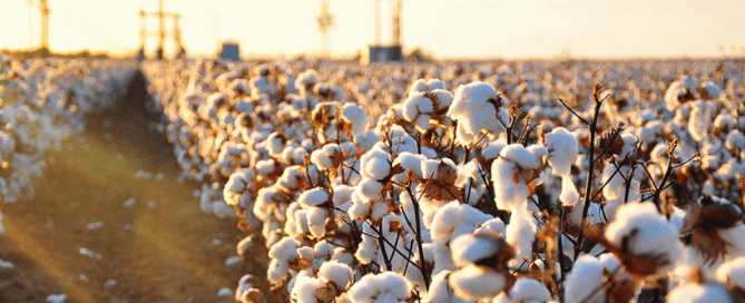 farming cotton