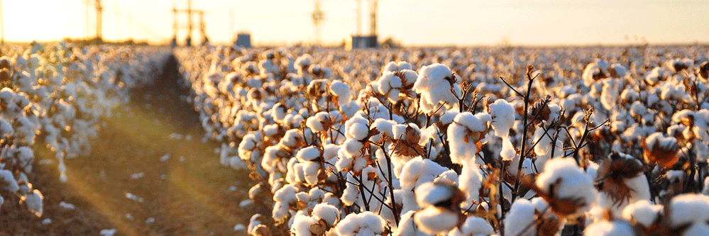 Cotton Harvest Time: Learn When To Harvest Cotton Grown At Home