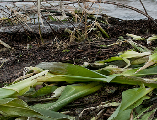 Rain, Rain, Rain…The Benefits of Crop Satellite Imagery