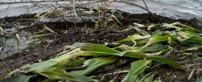 USDA Flooded Corn Field
