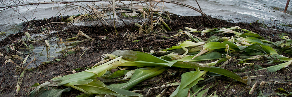 USDA Flooded Corn Field