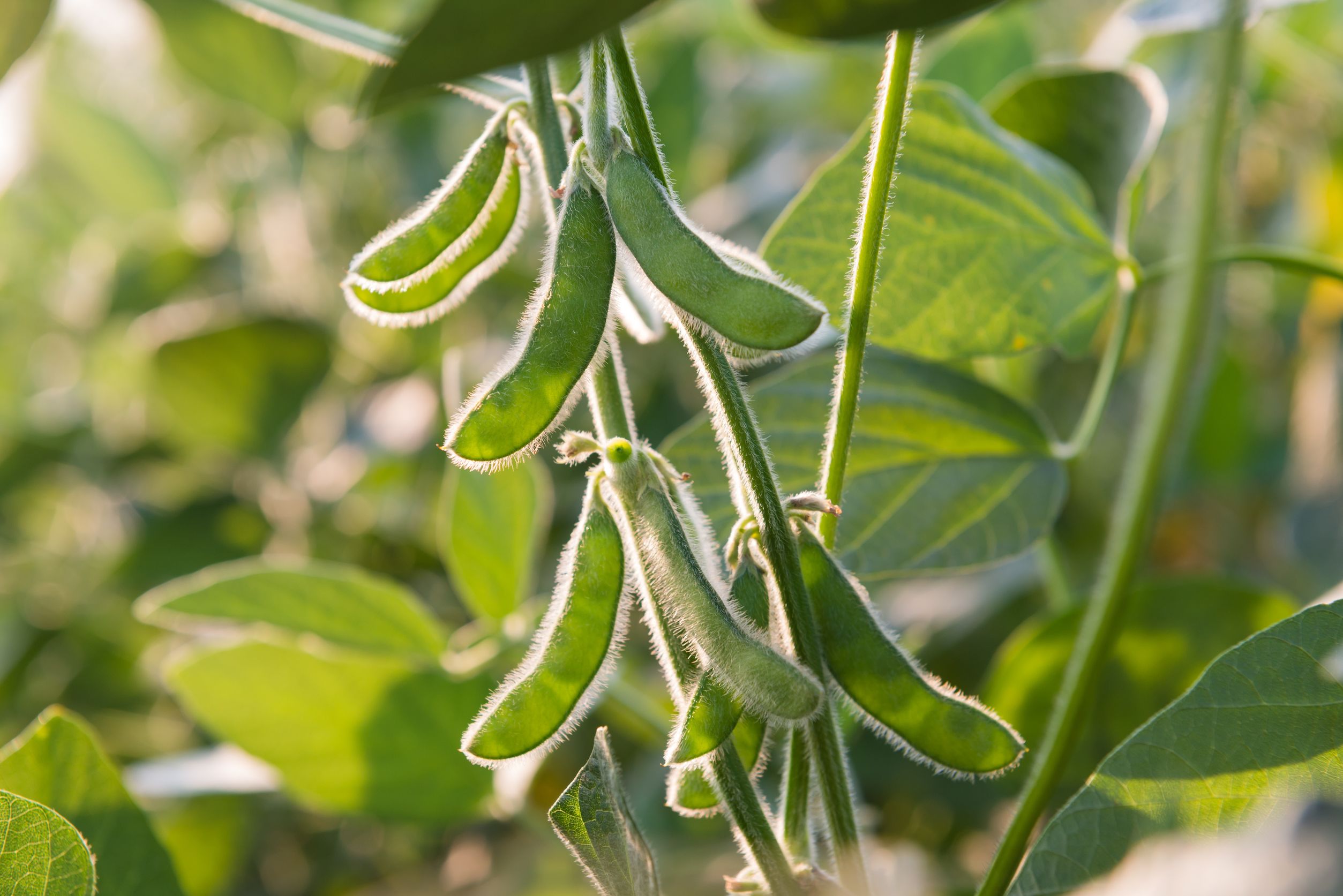 21576932 – close up of the soy bean plant in the field