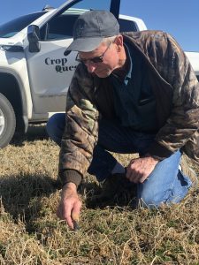 Crop Quest President & Agronomist, Dwight Koops, digging for cutworms