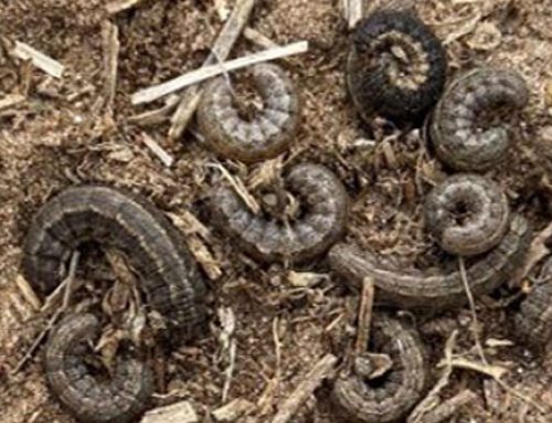 Army Cutworms in Alfalfa – Agronomy Tip