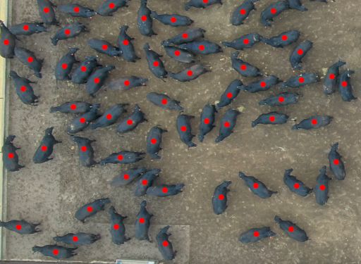 Drone Feedlot Inventory Services Cattle Count Quality Assurance Drone Feedlot Inventory Services Cattle Count Quality Assurance