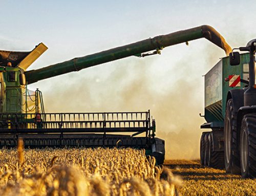 Double Crop Following Wheat