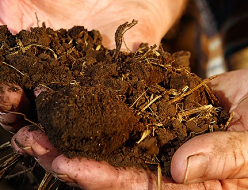 Why Sampling Soil Can Be Important For Yield