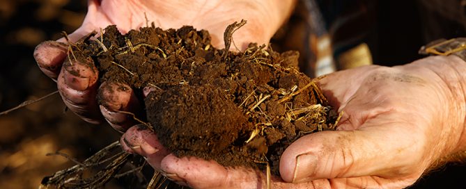 Soil Sample