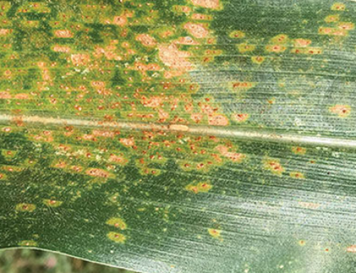 Common Rust and Southern Rust