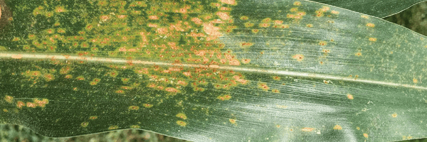 Simple Common Rust Common rust and southern rust - knowing the difference is critical!